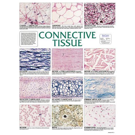 Connective Tissue Chart Nimco Inc Prevention Awareness Supplies