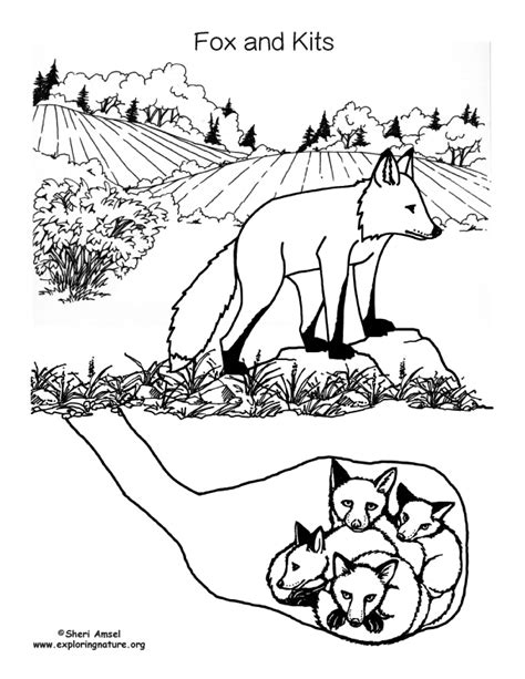 fox family coloring nature