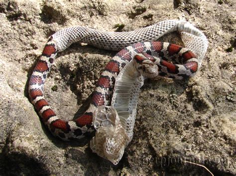 ignasi peraire science blog   snakes shed  skin   grade