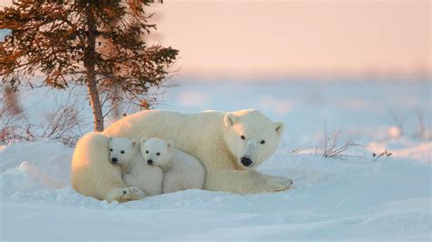 polar bears  cubs hd wallpapers hd wallpapers id