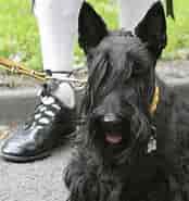 Billedresultat for World Dansk Fritid Husdyr hunde Racer Terriere Skotsk terrier. størrelse: 174 x 185. Kilde: www.dkk.dk