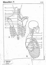 Coloring Shoulder Muscles 2310 Bio Objectives Exercise Anatomy sketch template