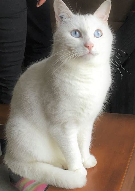 image de chat chat blanc yeux bleus sourd