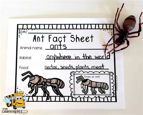 ants life cycle  learning beezzz life cycles ant habitat writing center