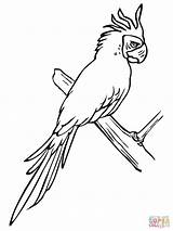 Coloring Parrot Outline Parakeet Tree Drawing Pages Perched Template Online Getdrawings sketch template
