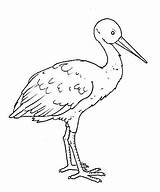 Bocian Kolorowanka Aves Kolorowanki Uccelli Ptaki Bociany Cicogna Reino Stork Stampare sketch template