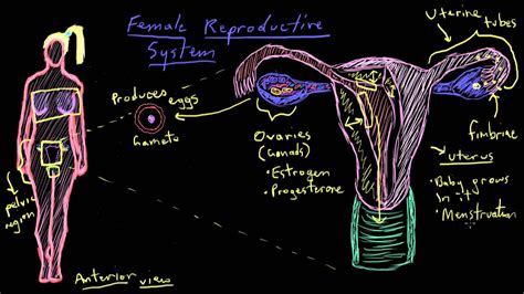 Khan Academy Anatomy Of The Female Reproductive System