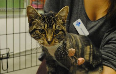 Abandoned With A Fractured Leg Kitten Whiskas Recovers