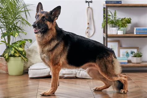german shepherd dog breed characteristics care