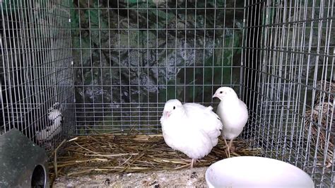texas  japanese coturnix quail call crowing youtube