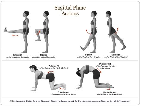 picture yoga anatomy pilates teacher training sagittal plane