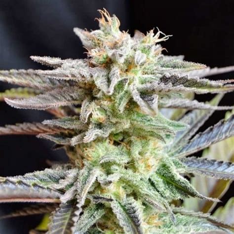 sugar black rose cannabis seeds  delicious seeds