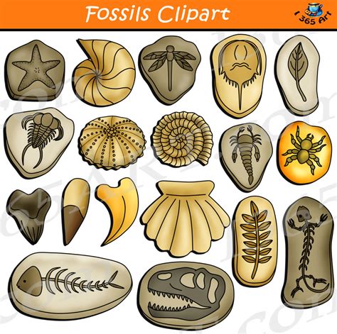fossils clipart  earth science clipart  school