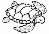 Turtle Coloring Sea Pages Drawing Color Print Printable Turtles Cute Adults Shell Easy Kids Loggerhead Clipart Clip Preschoolers Tortoise Simple sketch template