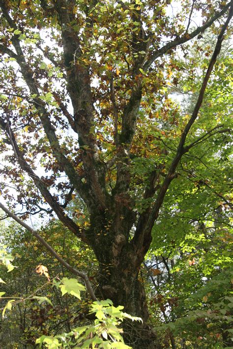 post oak delaware trees