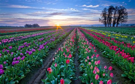 lisse tulip fields series top   colorful  picturesque