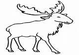 Elk Head Drawing Getdrawings Coloring sketch template