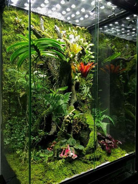 aquarium terrarium orchid terrarium gecko terrarium reptile