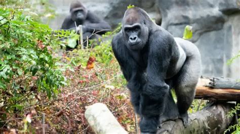 gorilla  woodland park zoo draws fans  muscle  swagger kingcom