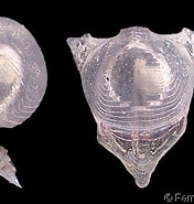 Afbeeldingsresultaten voor Diacavolinia longirostris. Grootte: 176 x 185. Bron: www.gastropods.com