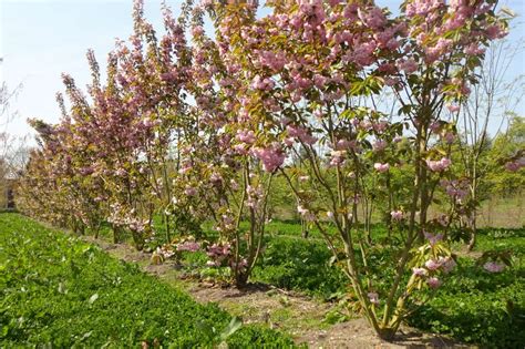 prunus serrulata kanzan ruud van den berk