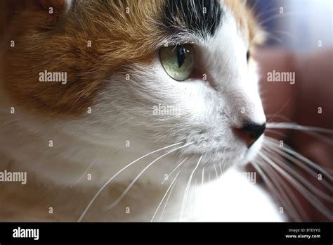 calico cat face close  stock photo alamy