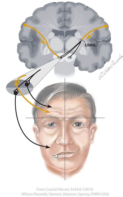 facial vii cranial nerves cranial nerves facial nerve neurology