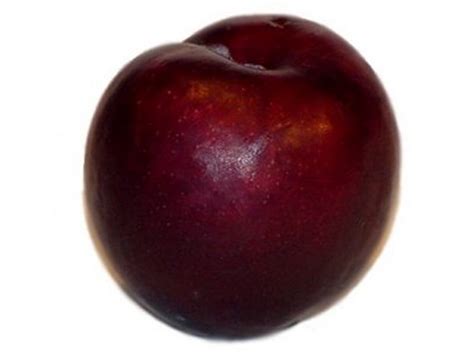 fit beauty    venerable plum
