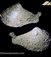 Afbeeldingsresultaten voor Cuspidaria obesa Stam. Grootte: 167 x 185. Bron: www.dedondershells.com