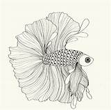 Fish Fighting Siamese Drawing Coloring Japanese Drawings Pages Template Pencil Behance Sketch Getdrawings Paintingvalley Explore sketch template