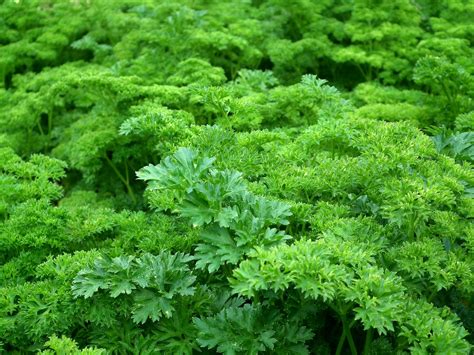 difference  curly  flat leaf parsley