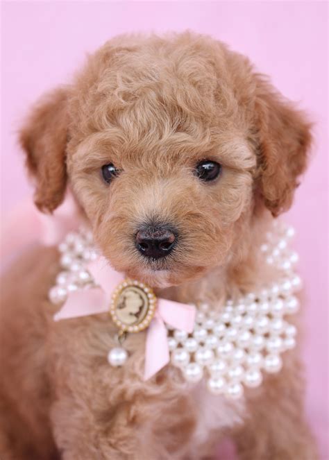 cute toy poodle puppies  davie florida teacups puppies boutique