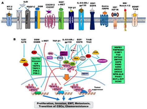 Cells Free Full Text Role Of Jak Stat3 Signaling In The Regulation