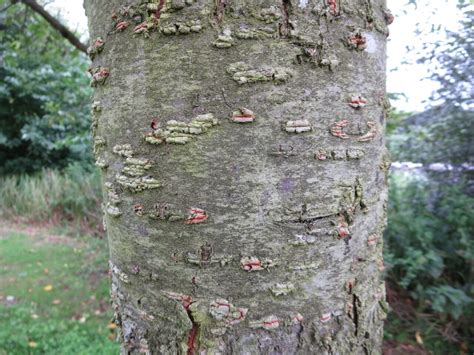 cherry tree bark tree guide uk cherry tree bark