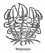 Watercress Healing Herbs Shamanic Powerful Radiant Sacred Health Nasturtium Officinale Iii sketch template