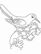 Cuckoo sketch template