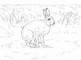 Hare Arctic Hares Ausmalbild Schneehase Lepri Mammals Supercoloring Ausdrucken Snowshoe Hasen sketch template