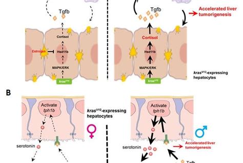 non sex hormones in sexing liver cancers