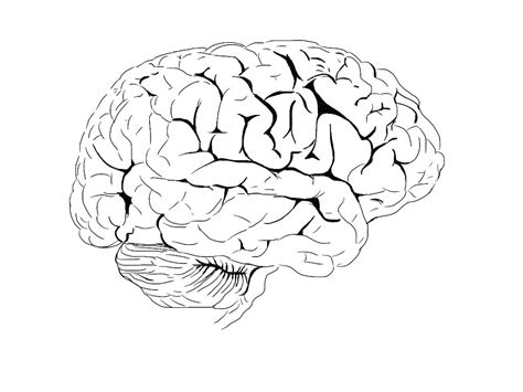 brain drawing images  getdrawings