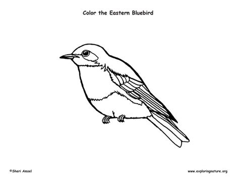 bluebird coloring page exploring nature educational resource bird