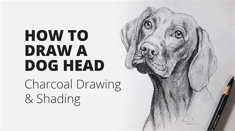 draw  dog head charcoal drawing  shading youtube