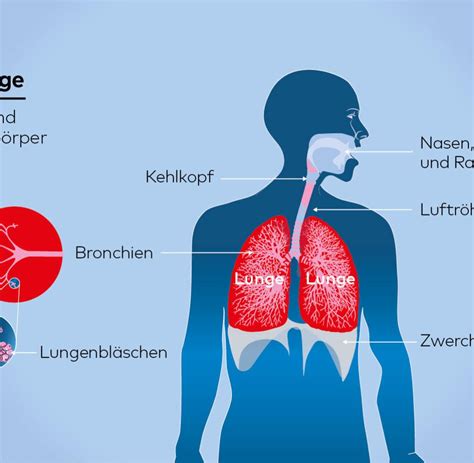 uebergewicht forscher finden erstmals koerperfett  lungen und