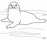 Coloring Seal Harp Pages Baby Clipart Seals Cartoon Printable Drawing Color Print sketch template