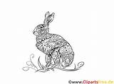 Hase Ausmalbilder Kaninchen Malvorlage Malvorlagen Hasen Tiere Malvorlagan Erwachsene Sheepworld Hasengesicht sketch template