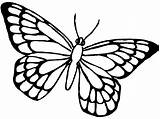 Butterfly Coloring Animals Printable Pages Drawing Drawings sketch template