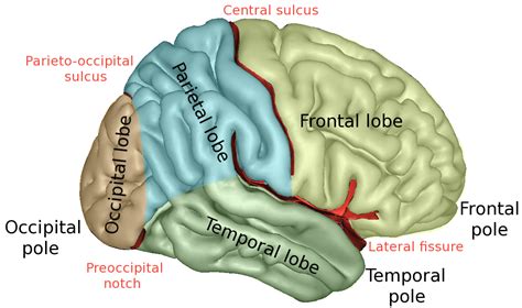 lobes   brain language   human brain