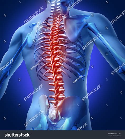 human backache   pain   upper torso body skeleton showing