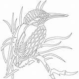 Kingfisher Reeds Contour sketch template