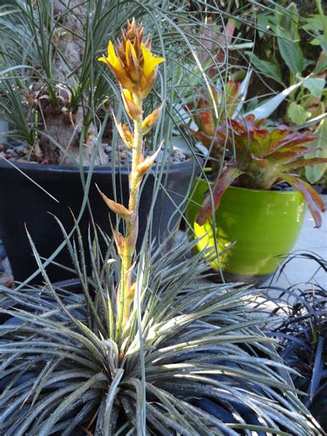 photo  dyckia choristaminea frazzle dazzle plant lust