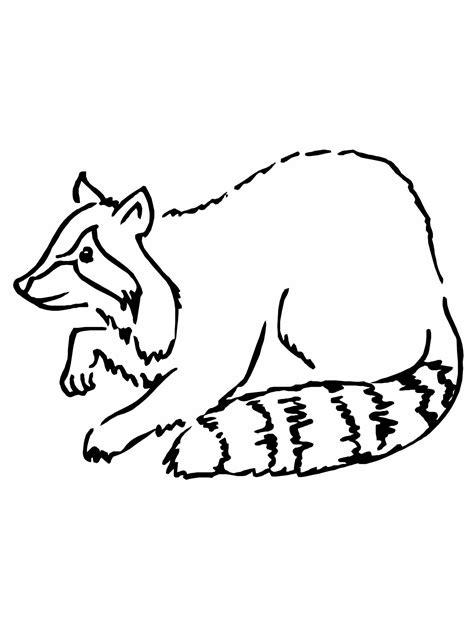 gambar baby raccoon coloring page pages raccoons realistic fish